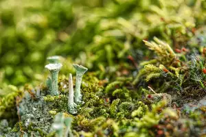 Trubač Pěstování